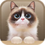 shui the kitten lite android application logo